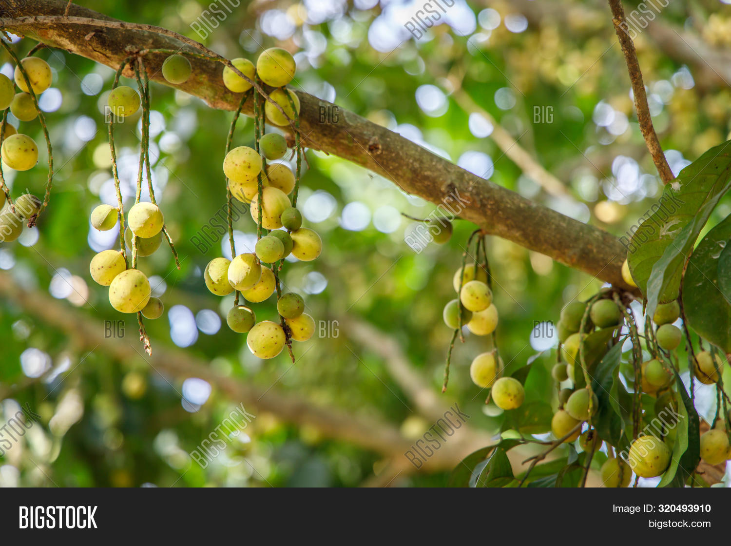 Langsat Fruits Hanging Image & Photo (Free Trial) Bigstock