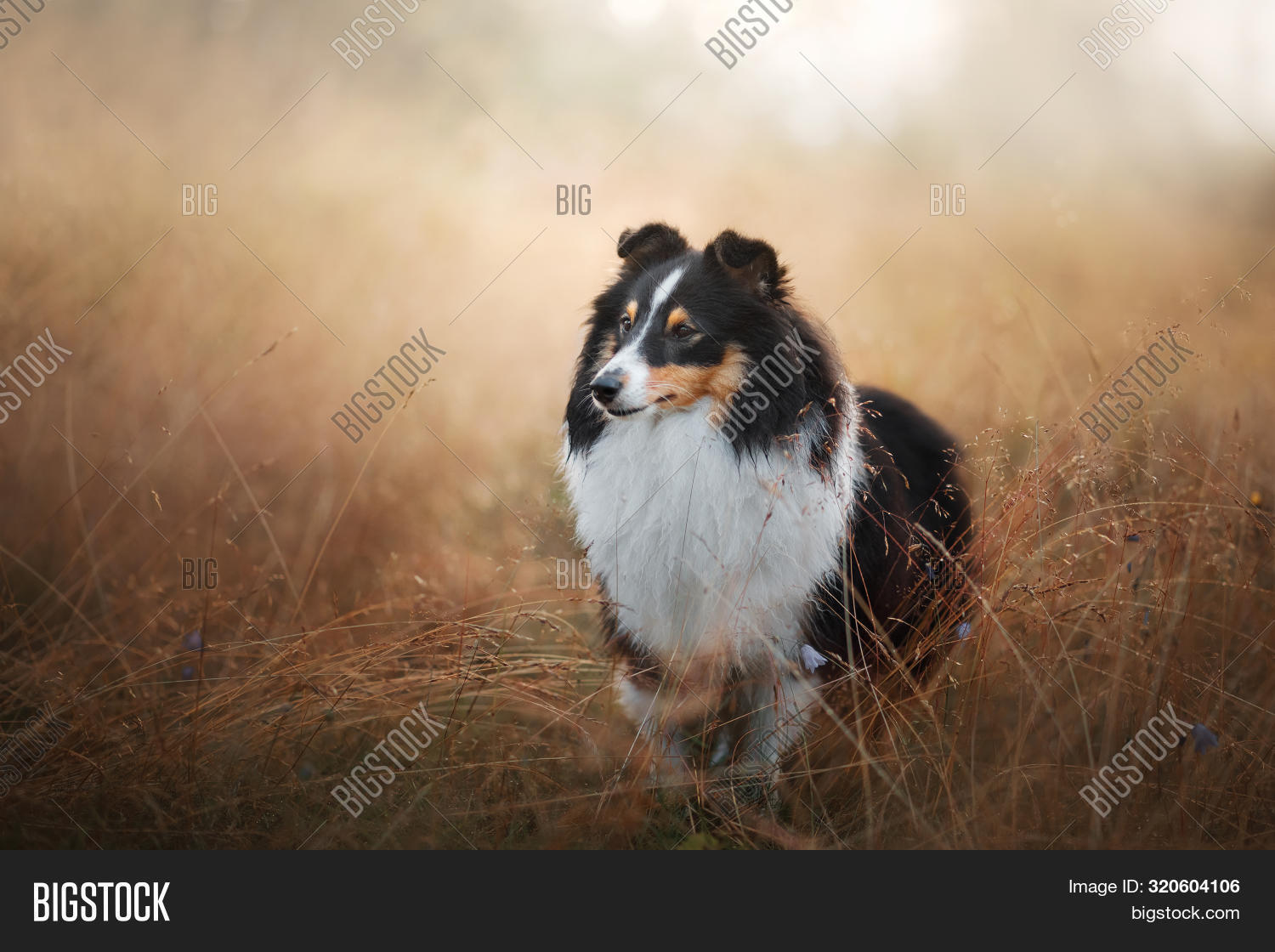 Dog Yellow Grass Image & Photo (Free Trial) Bigstock