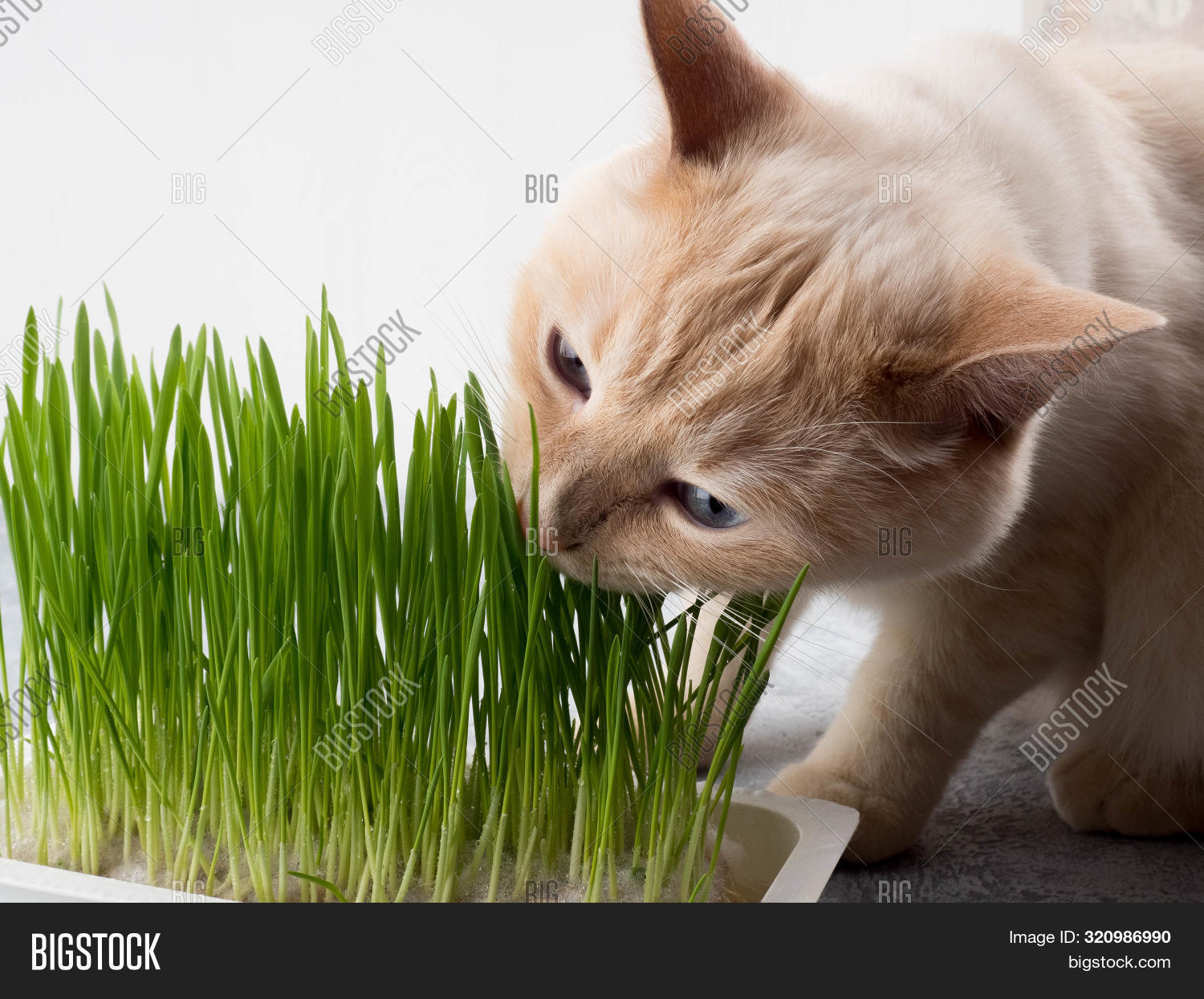 Gallery image with a fresh perspective