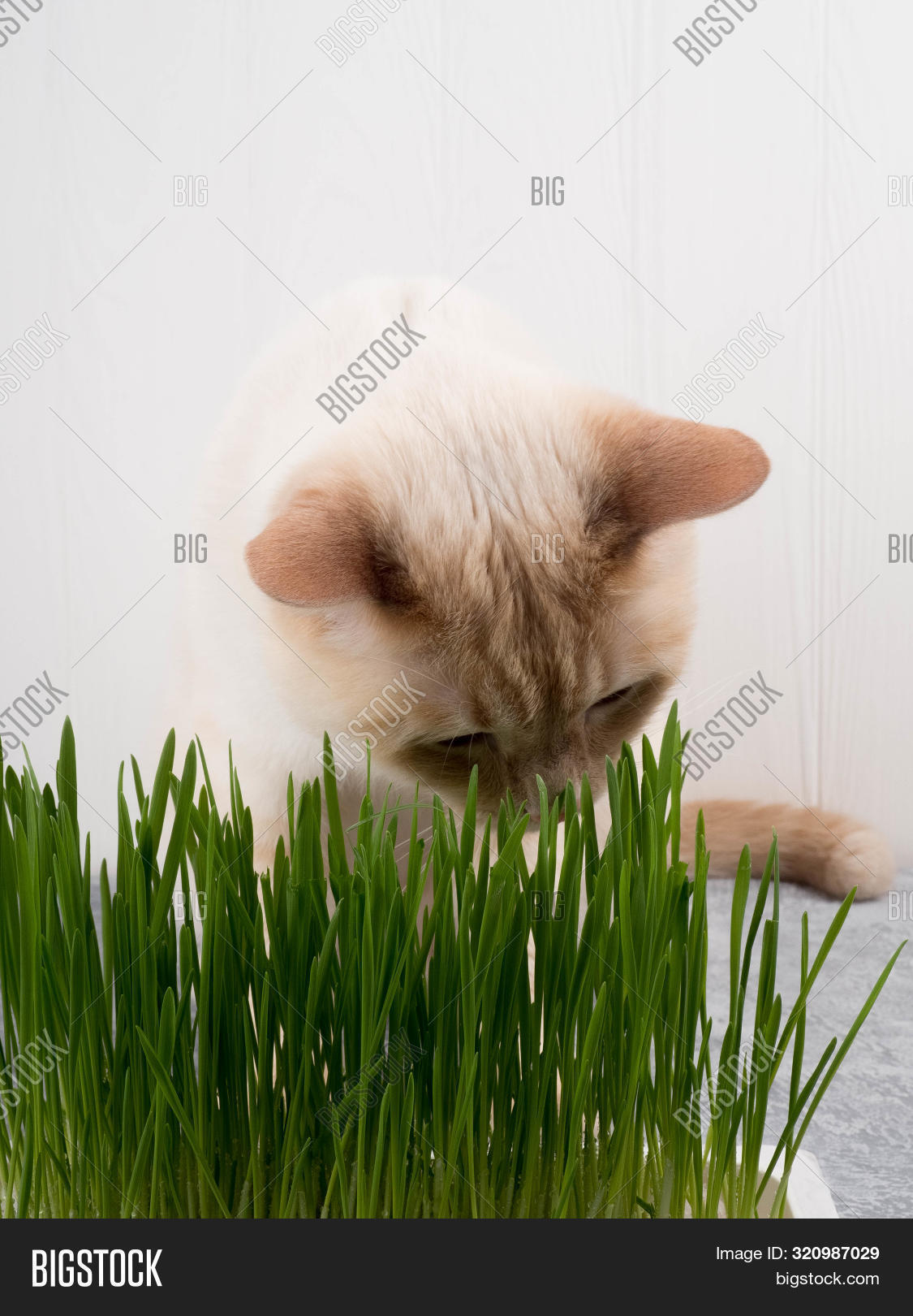 Cat Eats Grass. Cat Image & Photo (Free Trial) Bigstock