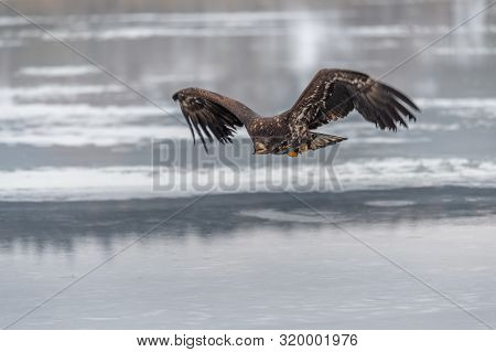 Adult White-tailed Eagle In Flight. Blue Sky Background. Scientific Name: Haliaeetus Albicilla, Also