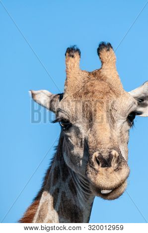 An Extreme Closeup Of An Angolan Giraffe - Giraffa Giraffa Angolensis- Head. Etosha National Park, N