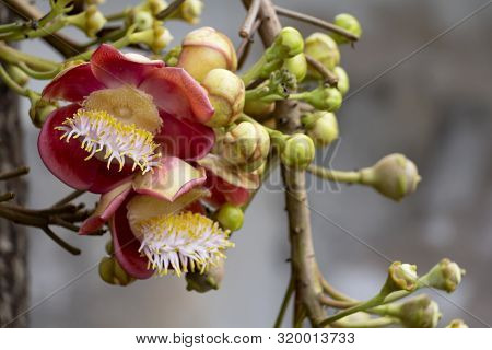Flower Of Shorea Robusta Or Sala Flora On Cannonball Tree  With Green Bokeh Background Tree Is Rever