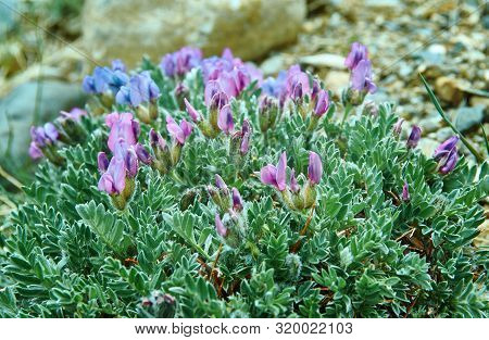 Oxytropis Anertii,  Genus Of Plants In The Legume Family,mongolia
