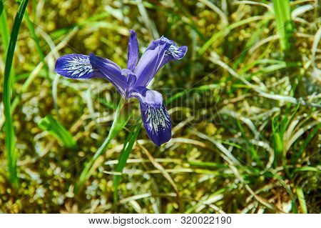 Iris Graminea Flowers In Mongolia, Asia Close Up