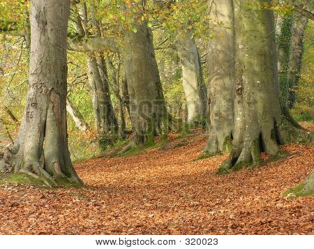 Beech Forest