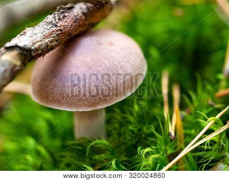 Autumn Background. Fall Forest Season Mushroom. Closeup Of Wild Mushrooms In The Green Forest
