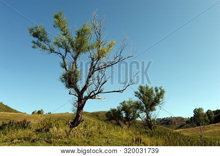 The Surroundings Of The Taiga Village Of Generalka Altai Region. Western Siberia