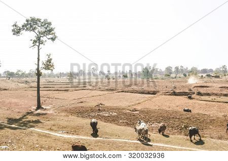 Crop Burning In Madhya Pradesh On A Scorching Hot April Afternoon. Dry Land Depicting A Drought. A T
