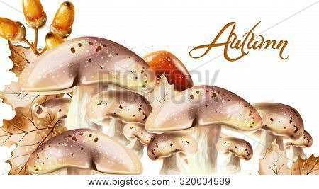 Autumn Harvest Pattern Vector. Fall Muchrooms And Fruits Decor Posters