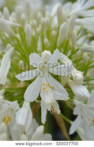 White African Lily Flower - Latin Name - Agapanthus Africanus Albus