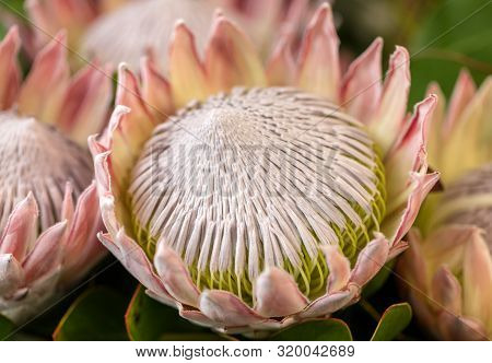 King Protea Or  Protea Cynaroides The National Flower Of South Africa