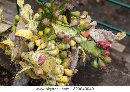 Opuntia Vulgaris Is A Species Of Cactus That Has Long Been A Domesticated Crop Plant Important In Ag