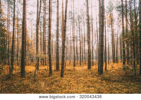 Wild Autumn Coniferous Forest. Nature In Belarus, Berezinsky Biosphere Reserve In Autumn Sunny Day. 