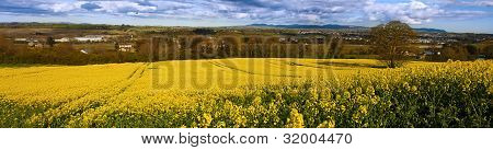Raps felt i Irland Panorama