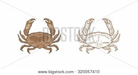 Bundle Of Realistic Colored And Monochrome Drawings Of Dungeness Crab. Aquatic Animal Or Marine Shel