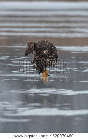 Adult White-tailed Eagle In Flight. Blue Sky Background. Scientific Name: Haliaeetus Albicilla, Also