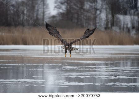 Adult White-tailed Eagle In Flight. Blue Sky Background. Scientific Name: Haliaeetus Albicilla, Also