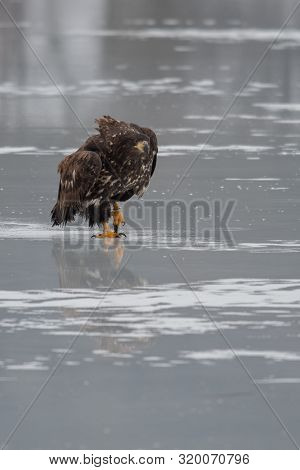 Adult White-tailed Eagle In Flight. Blue Sky Background. Scientific Name: Haliaeetus Albicilla, Also