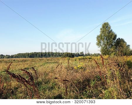 Beautiful landscape. Field flowers and grass summer countryside. stock photo