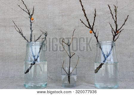 Autumn Branches Without Leaves In Glass Jars