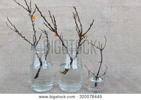 Autumn Branches Without Leaves In Glass Jars On Sackcloth Background