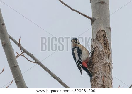 Great Spotted Woodpecker On Tree Trunk (dendrocopos Major)