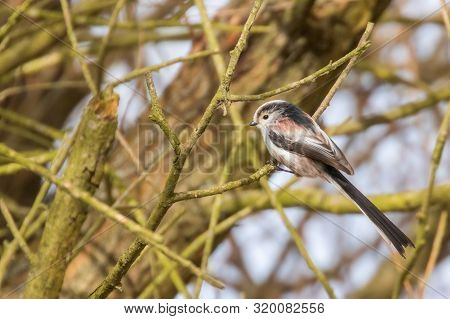 Long-tailed Tit On Branch (aegithalos Caudatus) Cute Little Bird