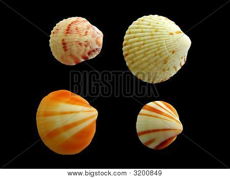 4 Schelpen