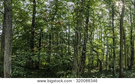Polish Wild Forest With Visible Sun Rays - Kampinos National Park, Poland