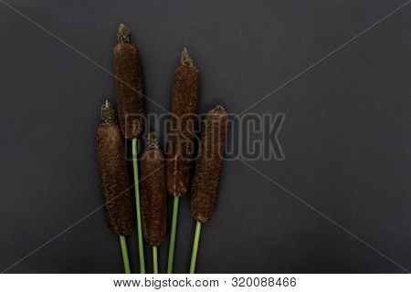 Brown Reeds (typha Latifolia, Common Cattail, Reedmace Or Bulrush) Twigs On Black Background With Co