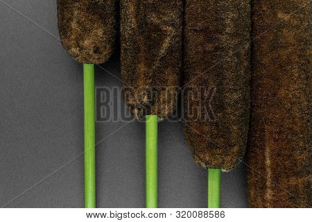 Brown Reeds (typha Latifolia, Common Cattail, Reedmace Or Bulrush) Twigs On Black Background With Co