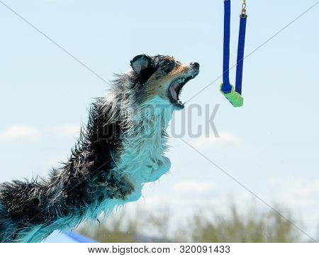 Australian Shepherd In A Game Of Grab While Dog Dock Diving