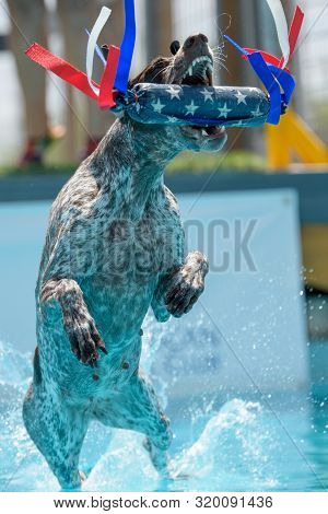 German Shorthair Pointer Breed Dog Dock Diving