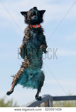 Pure Breed Belgian Malinois Dog Dock Diving