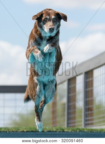 Chocolate Lab Senior Dog In The Air Dog Dock Diving