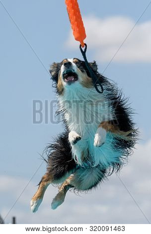 Aussie Catching A Bumper In The Air Dog Dock Diving