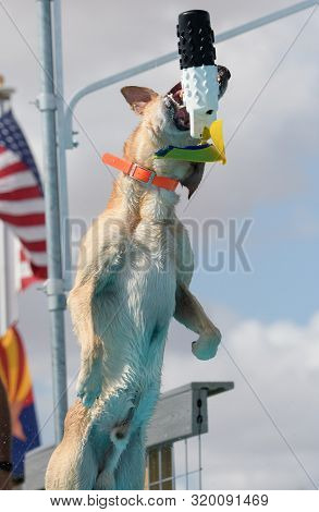 Yellow Labrador Catching A Toy In Mid Air