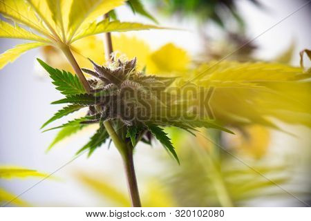 Detail of cannabis flower (purple queen hybrid strain) growing indoors - medical marijuana cultivationc oncept