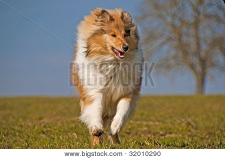British true raça cão Collie
