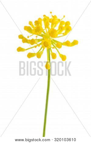 Wild Fennel Flowers Isolated On White Background
