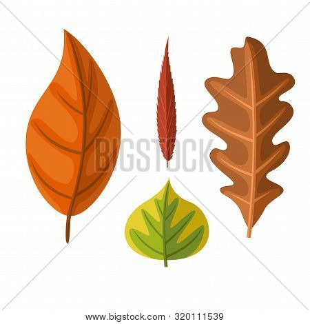Set Of Autumn Leaves Flat Design. Colourful Leaves From Differrent Trees Vector Illustration