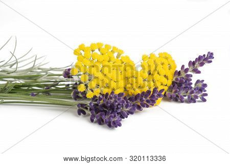 Lavender And Helichrysum Flowers Isolated On White Background