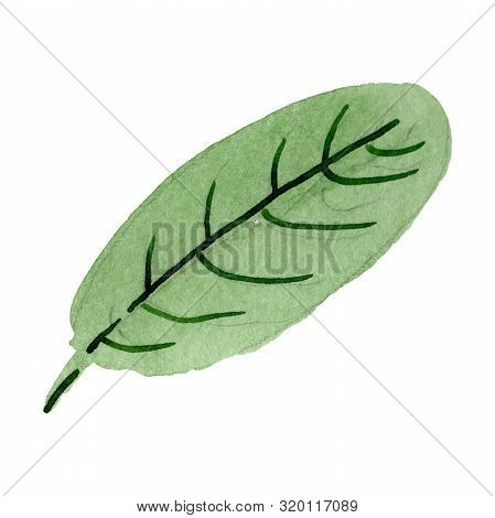 Strophanthus Leaf Floral Botanical Flower. Watercolor Background Set. Isolated Flower Illustration E