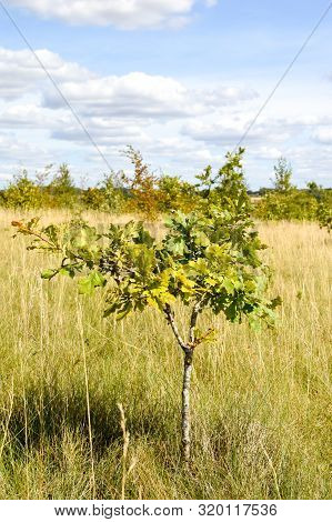 Conservation Area Where Woodland Is Being Regenerated By The Planting Of Small New Sapling Trees