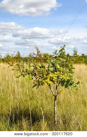Conservation Area Where Woodland Is Being Regenerated By The Planting Of Small New Sapling Trees