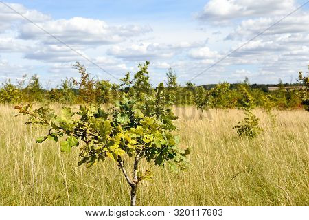 Conservation Area Where Woodland Is Being Regenerated By The Planting Of Small New Sapling Trees