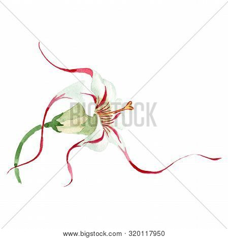 Strophanthus Floral Botanical Flower. Watercolor Background Set. Isolated Flower Illustration Elemen