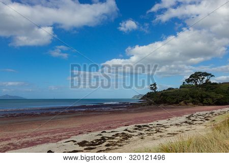 Pink Seaweed On Waipu Beach, New Zealand