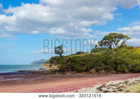 Pink Seaweed On Waipu Beach, New Zealand